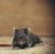 Lauderhill Rodent Exclusion by Florida's Best Lawn & Pest, LLC